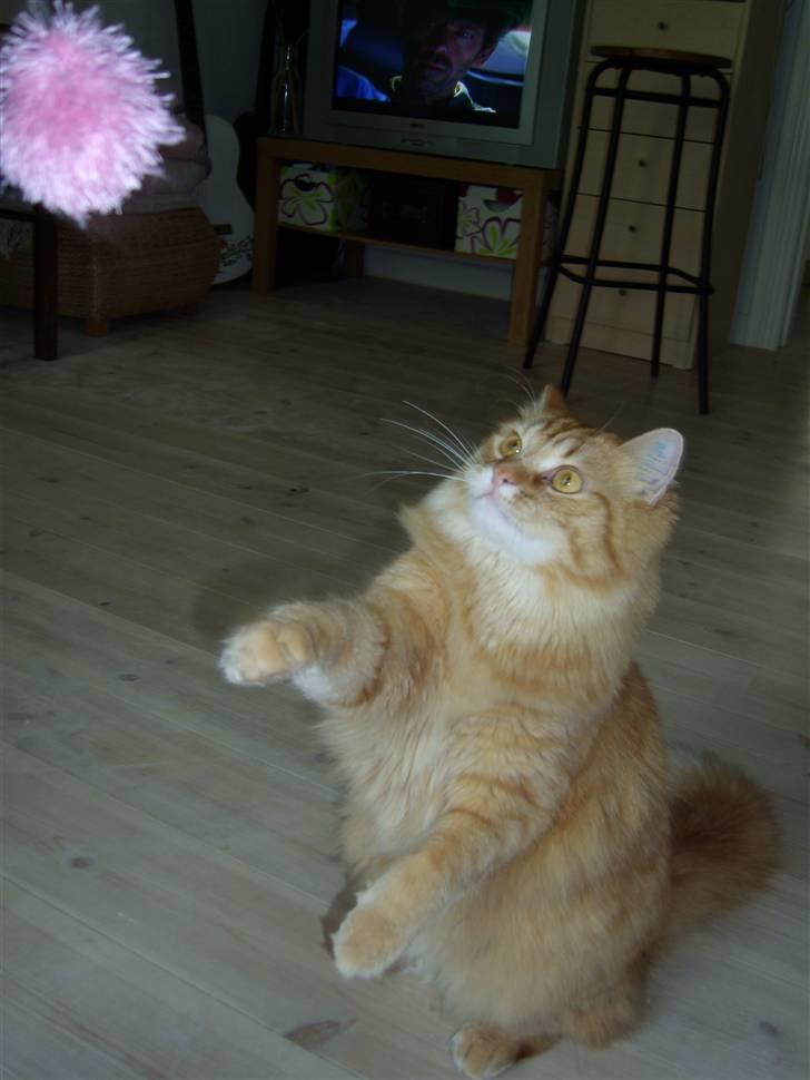 Maine Coon ELVIS billede 14