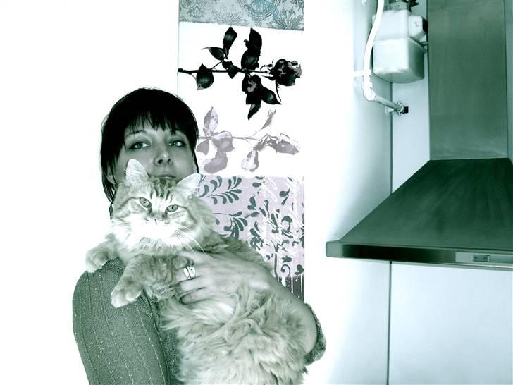 Maine Coon ELVIS billede 15