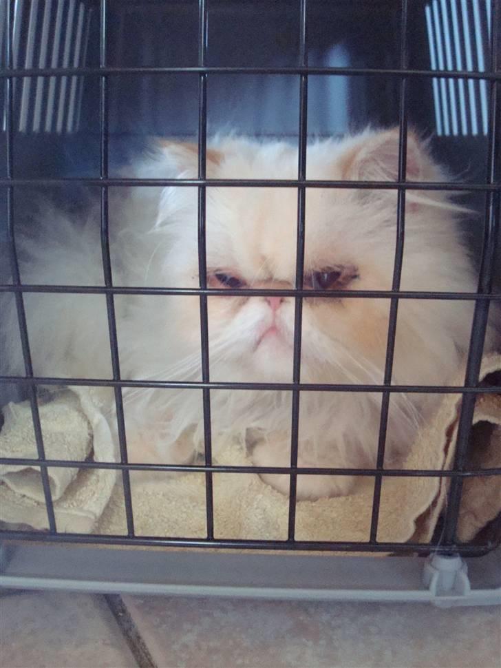 Colorpoint Kjeld  SOLGT R.I.P - farvel, skat - ha det godt det nye sted .. billede 9