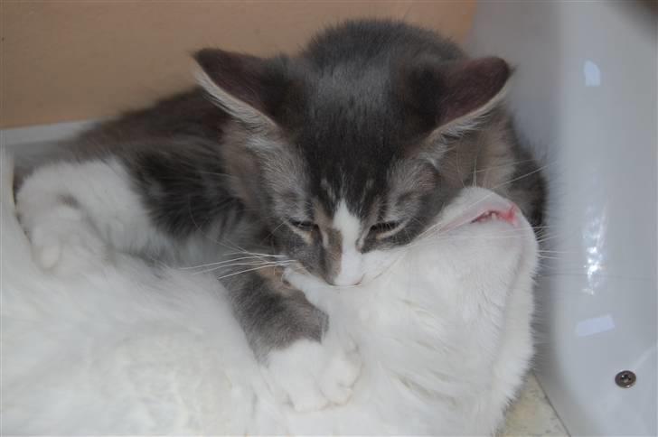 Maine Coon Spinner  Hankat billede 8