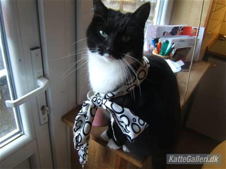 Blanding af racer Sorte*Desværre ikke blandt os længere* billede 15