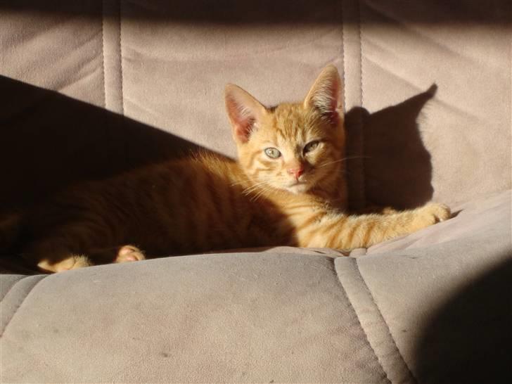 Blanding af racer Buster..<3 - Buster nyder solen i stolen :) lidt over 6uger gammel ;) billede 19