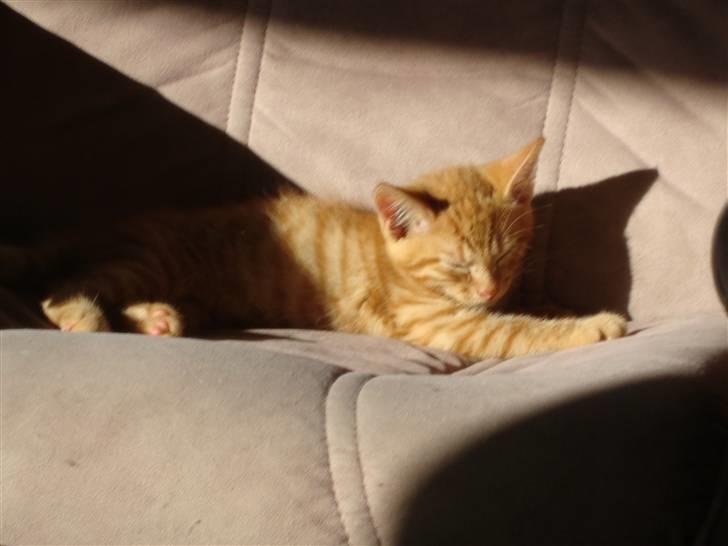 Blanding af racer Buster..<3 billede 20