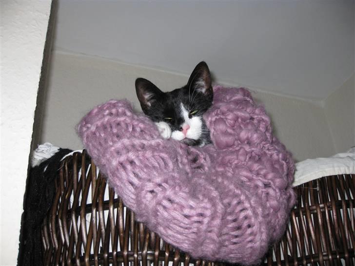 Huskat /Orientaler Sylvester - Juli 2009 billede 17