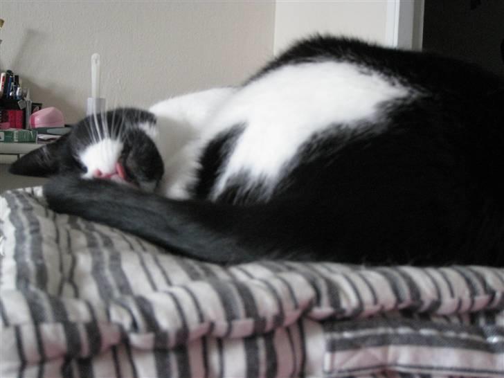 Huskat /Orientaler Sylvester - Juli 2009 billede 19