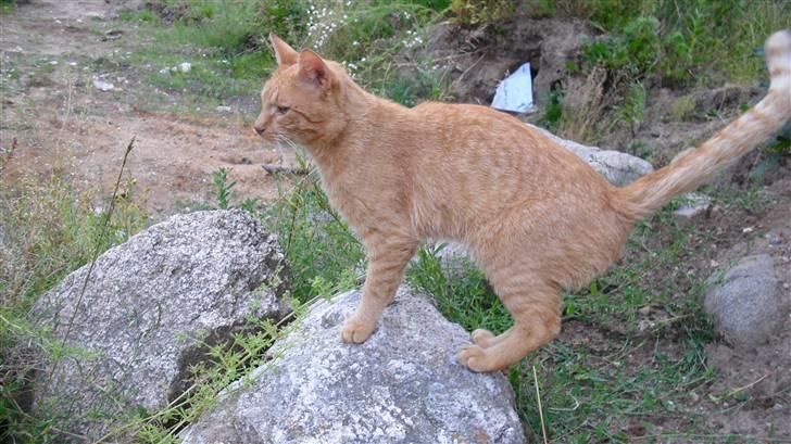 Huskat Lurifax - Velkommen til Lurifax´s profil :D Lig gerne en bedømmelse og kommentar ;) billede 1