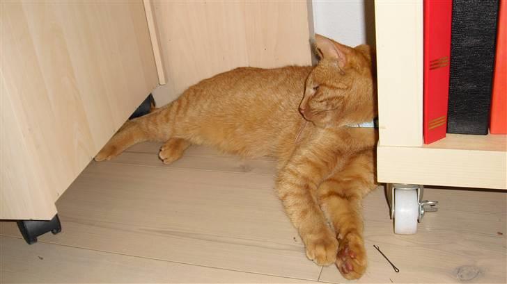 Huskat Lurifax - Lurifax slapper af på mit værelse ;) billede 2