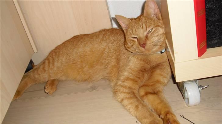 Huskat Lurifax - Lurifax slapper af på mit værelse ;) billede 3