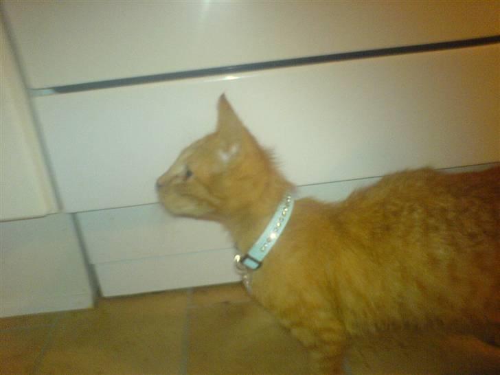 Huskat Lurifax - Lurifax som killing, med sit lidt for store lyseblå diamant halsbånd på ;) billede 4