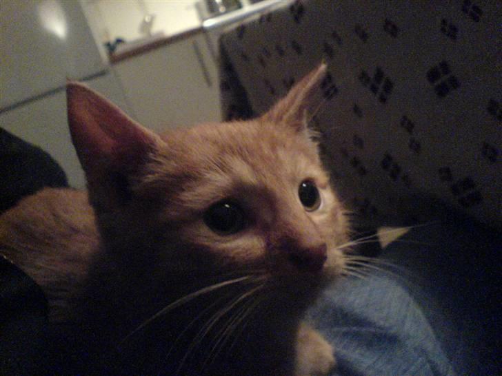 Huskat Lurifax - Lurifax som killing - lidt bange. billede 5