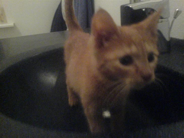 Huskat Lurifax - Lurifax som killing - lige en tur i vasken ;D billede 6