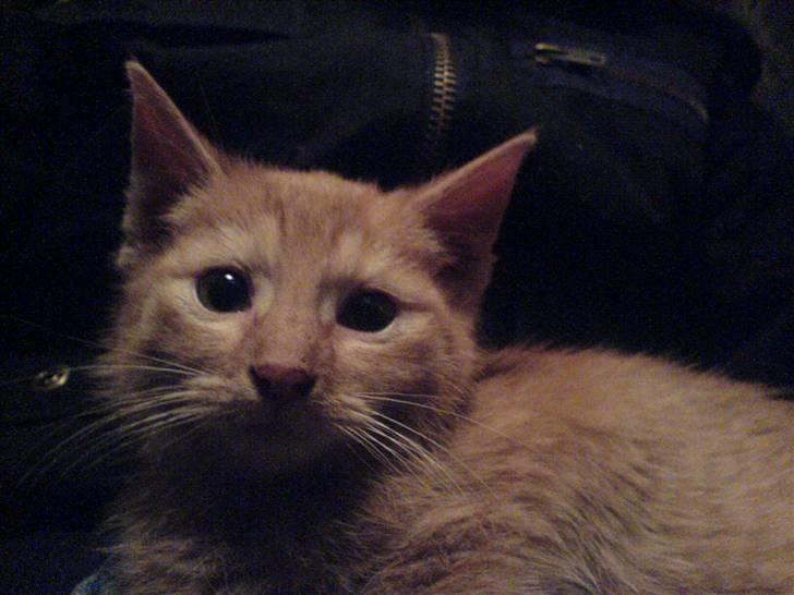 Huskat Lurifax - Lurifax som killing - lidt bange. billede 7