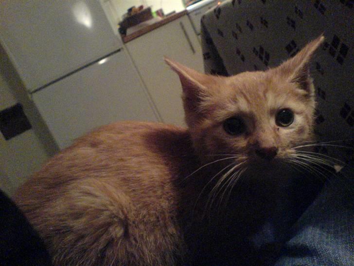 Huskat Lurifax - Lurifax som killing - lidt bange. billede 8