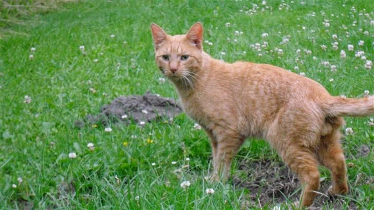 Huskat Lurifax - Lurifax i haven :D billede 10