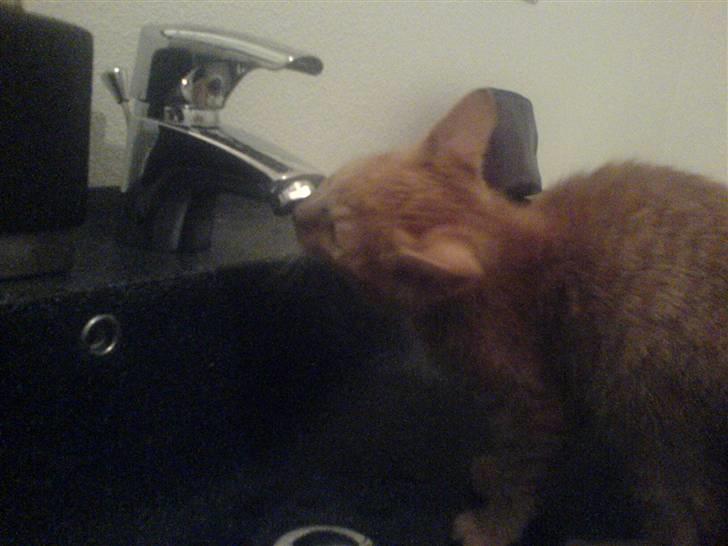 Huskat Lurifax - Lurifax som killing - blev lige lidt tørstig og drak af vandhanen ;D billede 11