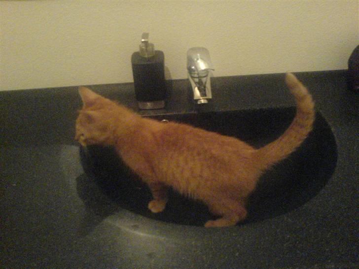 Huskat Lurifax - Lurifax som killing - lige en tur i vasken ;D billede 12