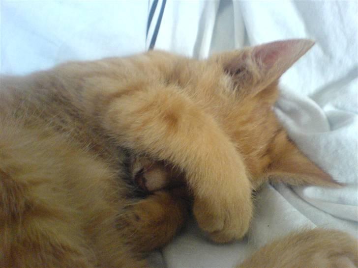 Huskat Lurifax - Kan du mon finde Lurifax??? :D billede 13