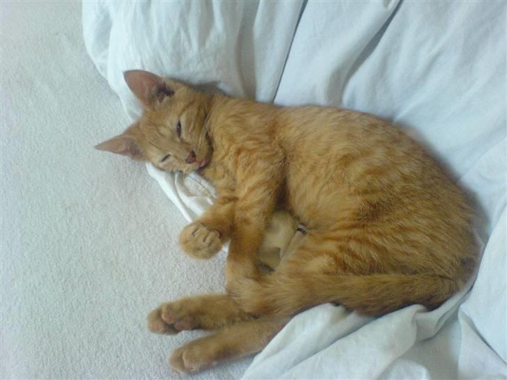 Huskat Lurifax - Lurifax slapper af i min seng :) - tungen lige i munden! billede 14