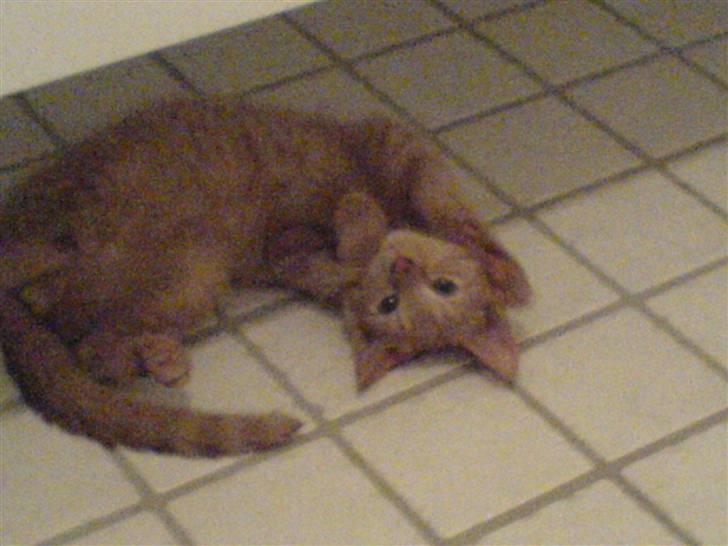 Huskat Lurifax - Lille lurifax siger "titte bøøh" ude på badeværelset :) billede 15