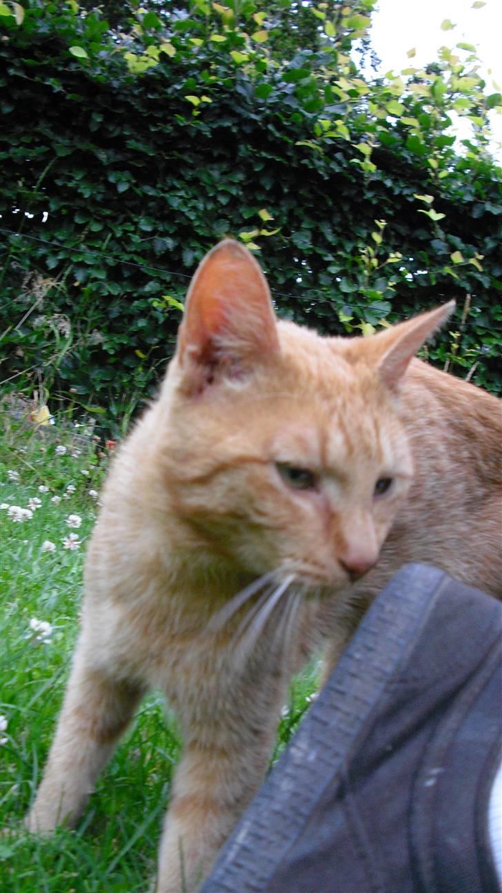 Huskat Lurifax - Lurifax i haven - lugter lige om jeg har sure tær ;) billede 16