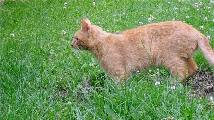 Huskat Lurifax - Lurifax i haven :D billede 17