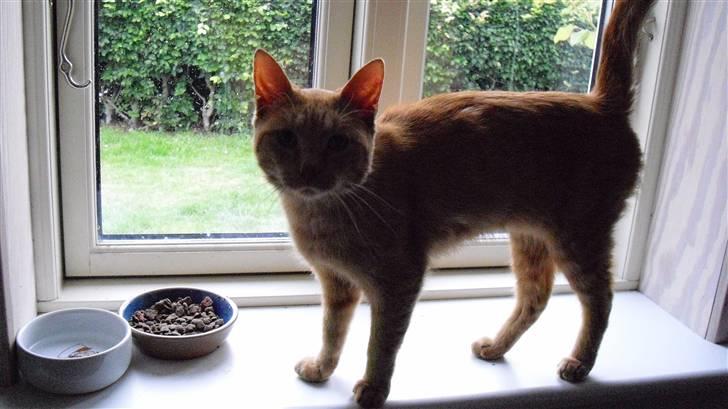 Huskat Lurifax - Lurifax der lige har spist aftensmad i vinduskarmen :) billede 18