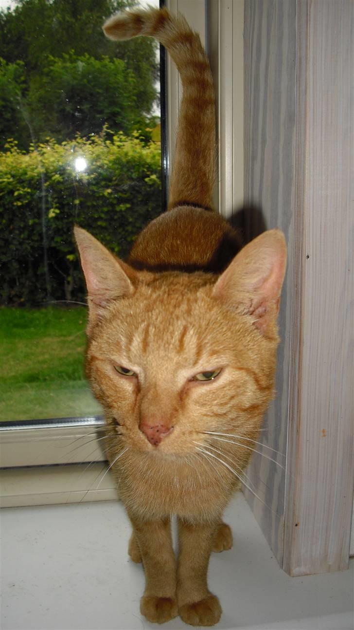 Huskat Lurifax - Lurifax - halv sovende ;) billede 19