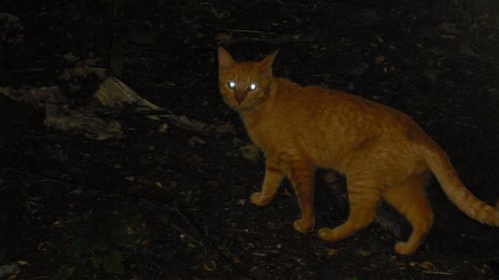 Huskat Lurifax - Lurifax i det mørke :) billede 20