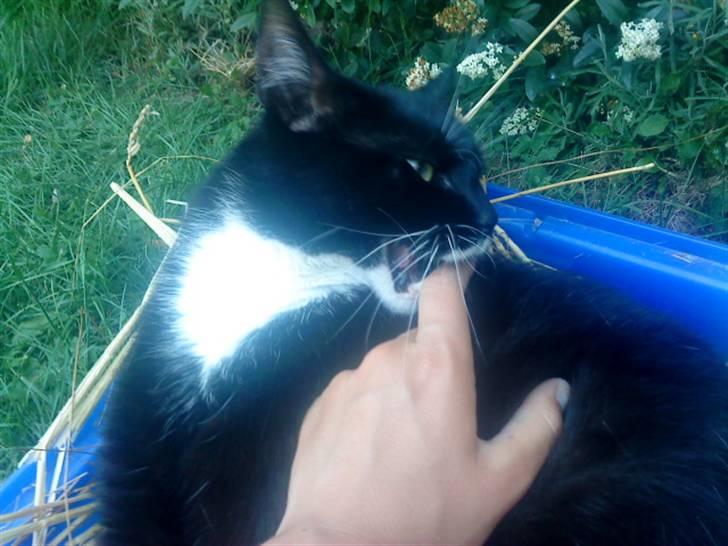 Blanding af racer Rufus - Dræber katten Rufus! Jeg driller ham, derfor bider han :b billede 11