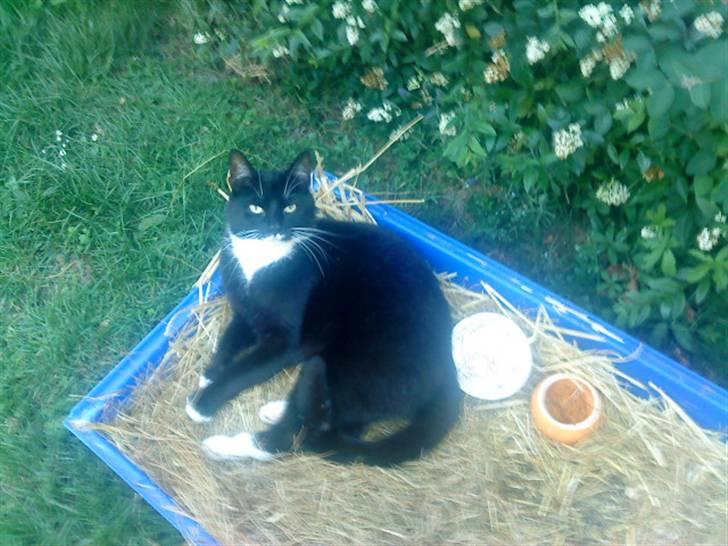 Blanding af racer Rufus - "Problem med jeg ligger i marsvin buret!?" billede 12