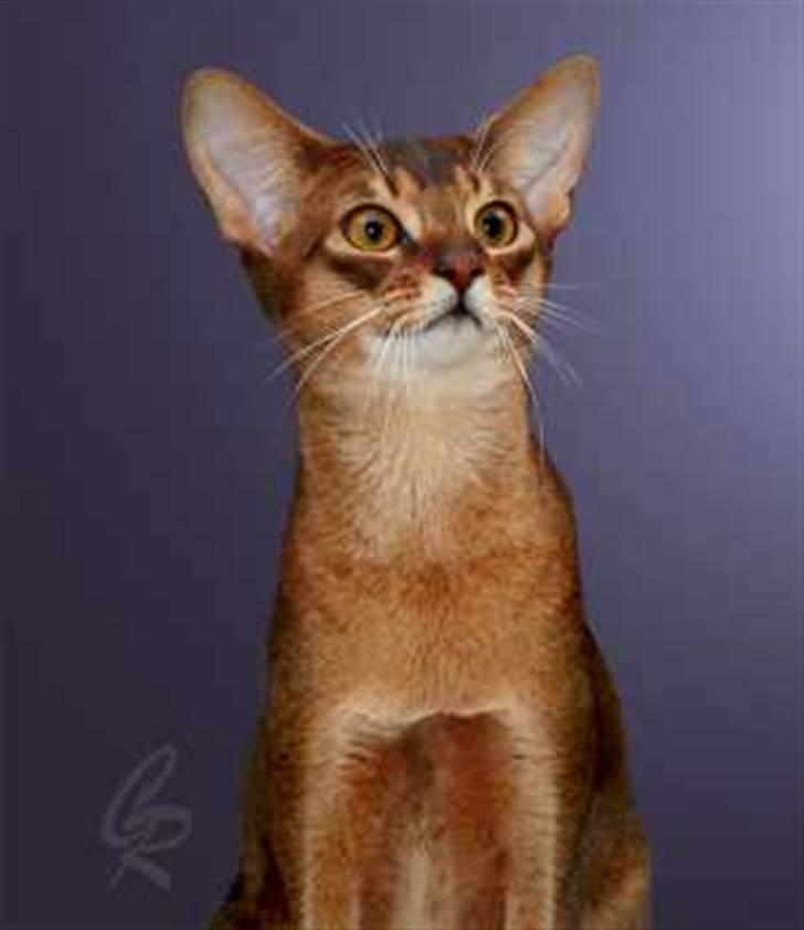 Abyssinier Del-Shai Chief of Isatai billede 2