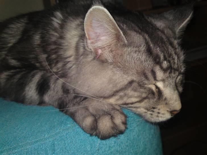 Maine Coon Dirk billede 7