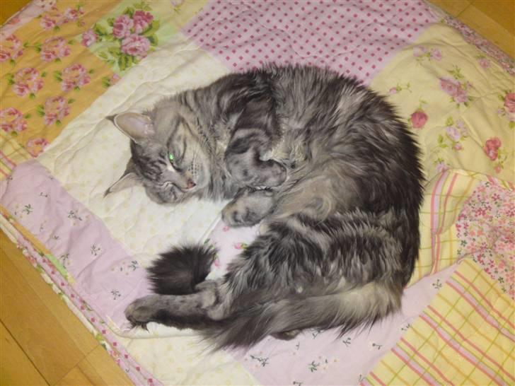 Maine Coon Dirk billede 8