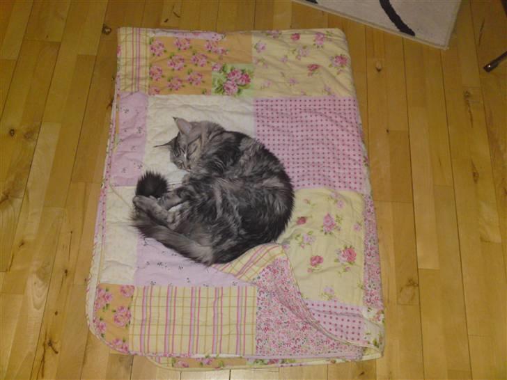 Maine Coon Dirk billede 9