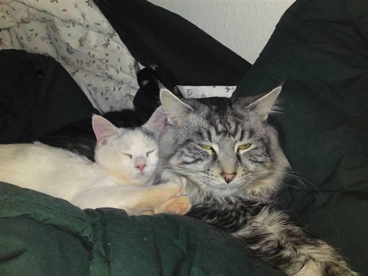 Maine Coon Dirk billede 10