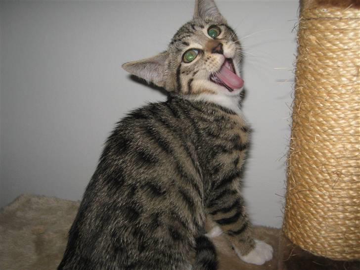 Blanding af racer Rubin - Jeg er altså stadig træt mor..  billede 1