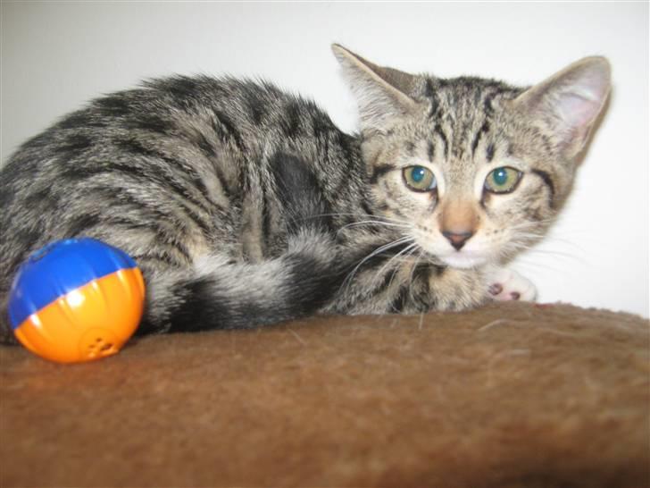 Blanding af racer Rubin - Er jeg ikke bare skøn???  billede 2