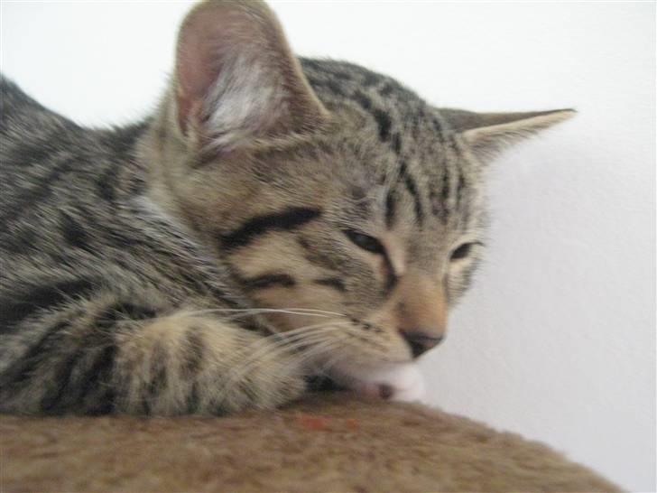 Blanding af racer Rubin - Man vokser mens man sover har jeg hørt..  billede 3