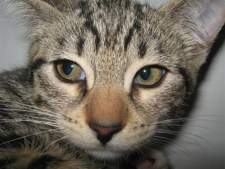 Blanding af racer Rubin billede 5