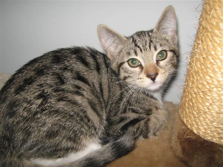 Blanding af racer Rubin billede 6