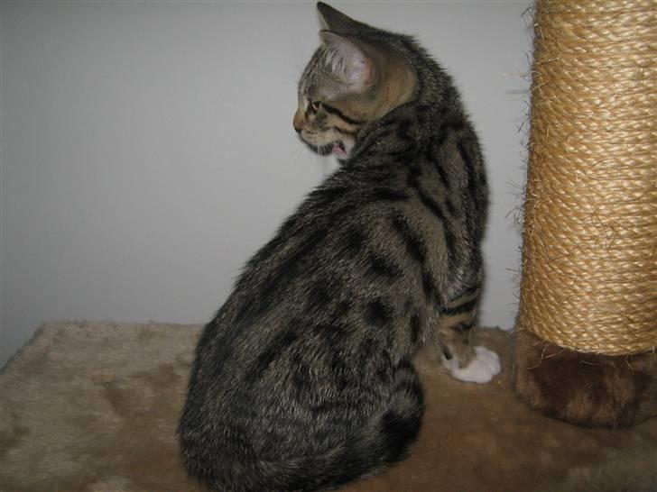 Blanding af racer Rubin billede 7