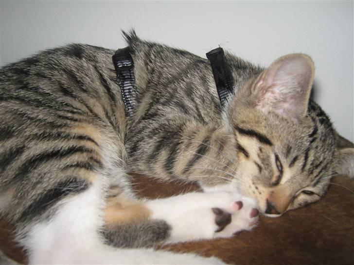 Blanding af racer Rubin billede 8