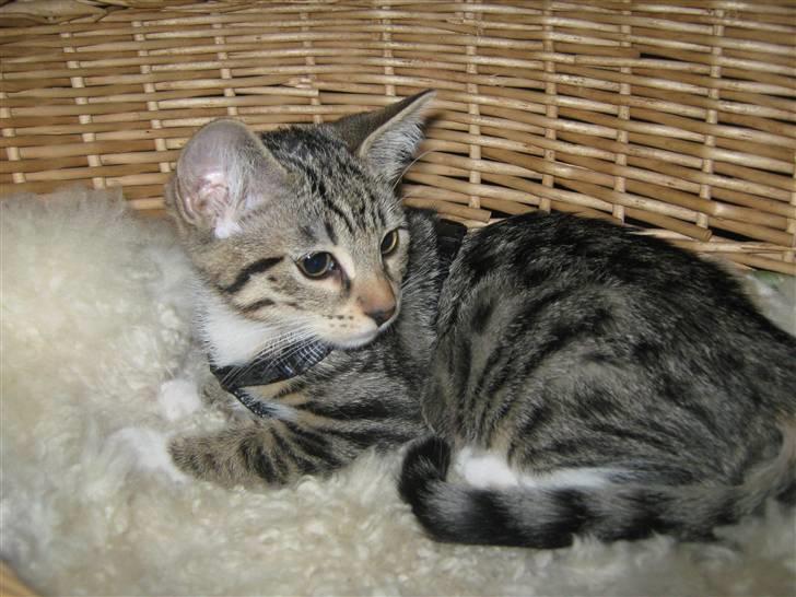 Blanding af racer Rubin billede 9