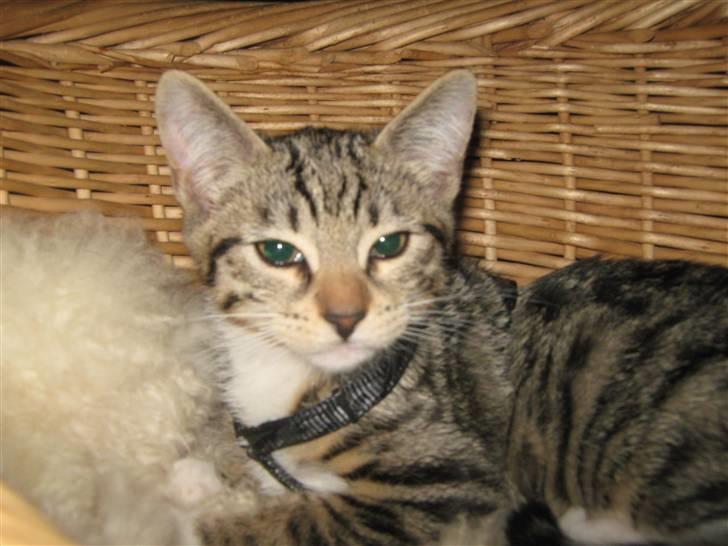 Blanding af racer Rubin billede 10