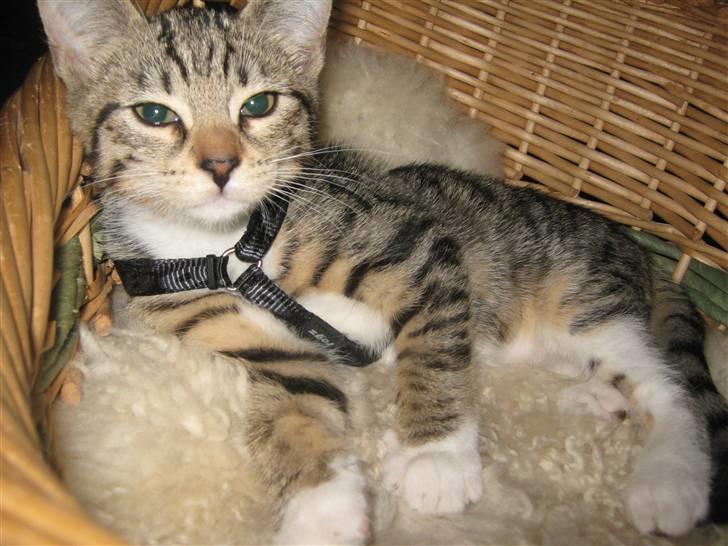 Blanding af racer Rubin billede 11