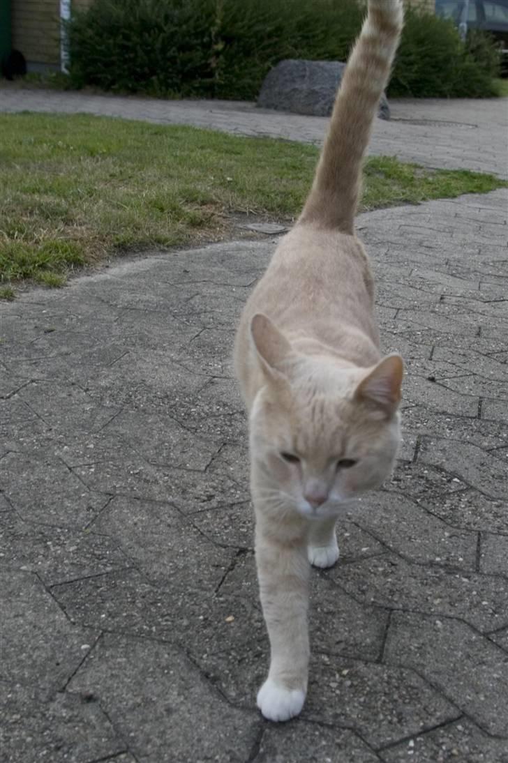 Huskat Alphonse - Ikke min kat - jeg savner ejeren!!! billede 11