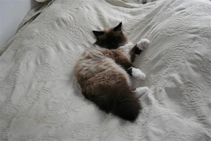 Ragdoll Tyler billede 14