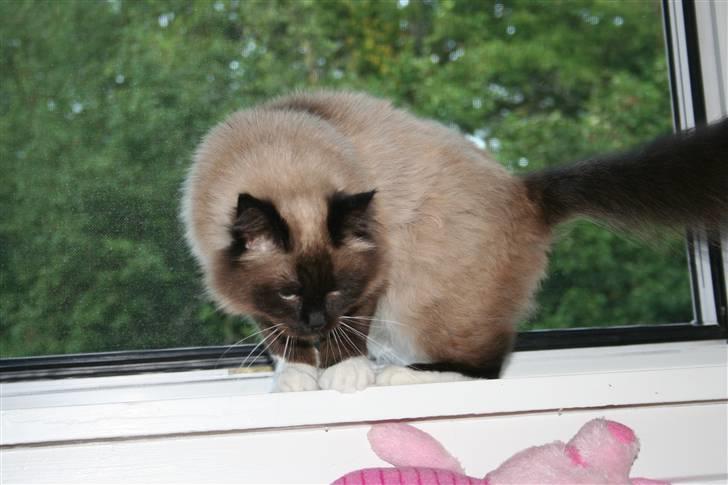 Ragdoll Tyler billede 15