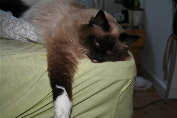 Ragdoll Tyler billede 16