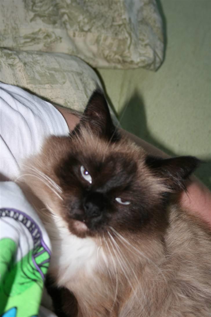 Ragdoll Tyler - Ligger lige og putter op af mor billede 17